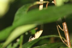 Toxicodryas blandingii