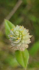 Gomphrena serrata