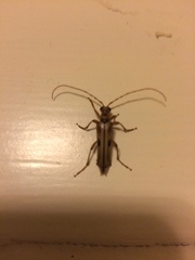 Ortholeptura valida