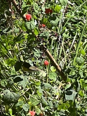 Icteria virens