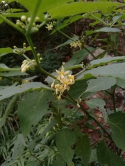 Witheringia mexicana