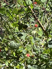 Icteria virens