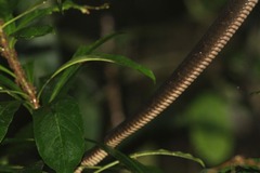 Toxicodryas blandingii