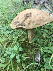 Tylopilus felleus