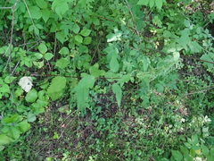 Urtica sondenii
