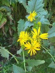 Silphium