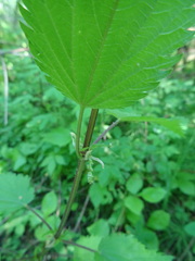 Urtica sondenii