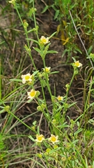 Sida spinosa