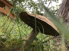 Tylopilus felleus