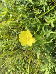 Oenothera pilosella
