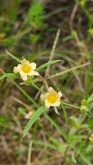 Sida spinosa