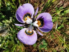Moraea villosa