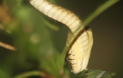 Toxicodryas blandingii