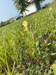 Oenothera pilosella