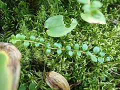 Gaultheria hispidula
