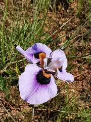 Moraea villosa