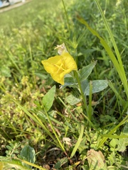 Oenothera pilosella