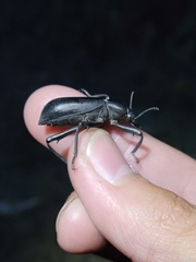Eleodes armata