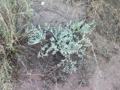 Dalea lanata terminalis