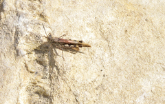 Acrotylus insubricus