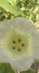 Nicandra physalodes