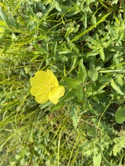 Oenothera pilosella