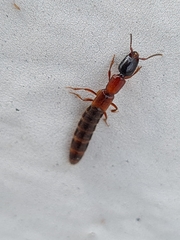 Xantholinus
