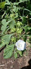 Nicandra physalodes