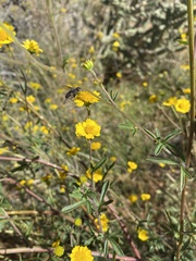 Hymenothrix dissecta