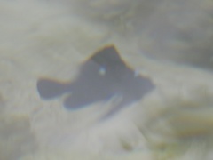 Dascyllus trimaculatus