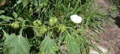 Nicandra physalodes