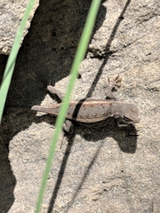 Sceloporus virgatus