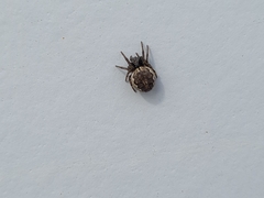 Araneidae