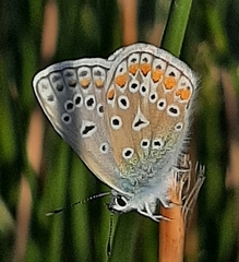 Polyommatus icarus