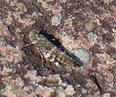 Trimerotropis verruculata