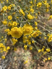 Hymenothrix dissecta