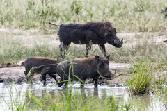 Phacochoerus africanus massaicus