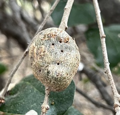 Callirhytis quercussuttoni