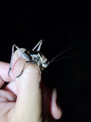 Anabrus simplex