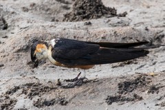 Cecropis senegalensis