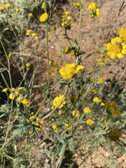 Hymenothrix dissecta