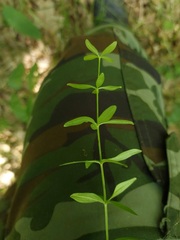 Cruciata glabra
