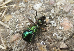 Cicindela campestris