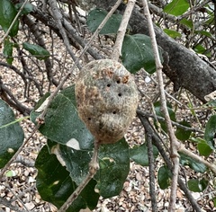 Callirhytis quercussuttoni