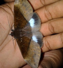 Ischyja