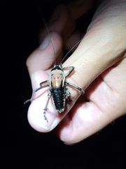 Anabrus simplex