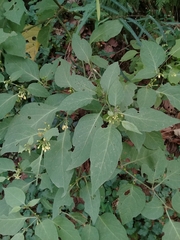 Witheringia mexicana