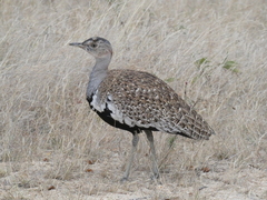 Eupodotis ruficrista