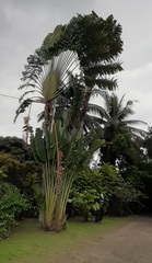 Ravenala madagascariensis