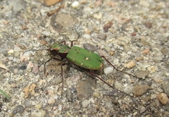 Cicindela campestris